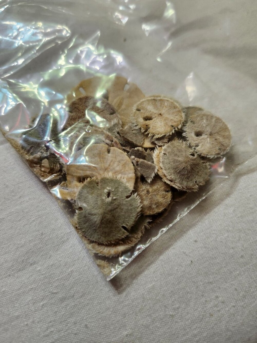 Tiny Real Dried Natural Sand Dollars